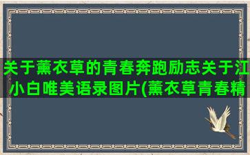 关于薰衣草的青春奔跑励志关于江小白唯美语录图片(薰衣草青春精油)