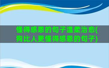 懂得感恩的句子温柔治愈(狗比人更懂得感恩的句子)